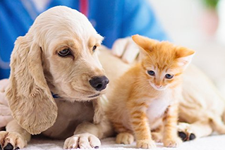 Что такое короновирус собак и кошек?